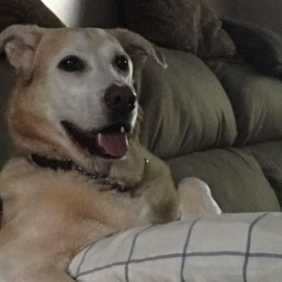 Meet your Posher, Dave - Picture 1 of 1